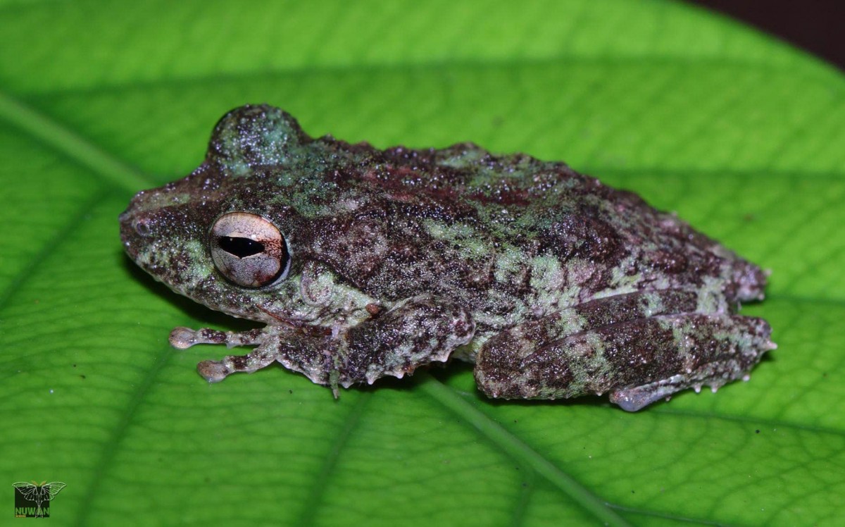 Pseudophilautus cavirostris Gunther 1869